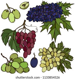 Fruit grapes, vector, color