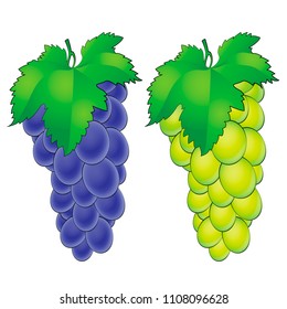 The fruit is grapes. Vector illustration of colorful, ripe and sweet vine branches. White and black bunches of grapes with green leaf isolated on white background