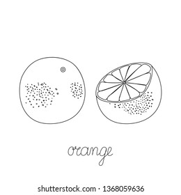 Fruit hand drawn. Coloring Fruits. Orange doodle icon isolated white background.  Сitrus fruit sketch vector illustration with handwritten text. Sliced orange, grapefruit, mandarin symbol, icon, image