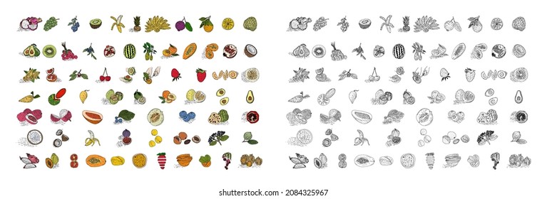 Fruit hand drawn style vector set. Illustration of colored and monochrome fruits for design farm product. Design element for poster, menu, flyer, banner, menu, package.