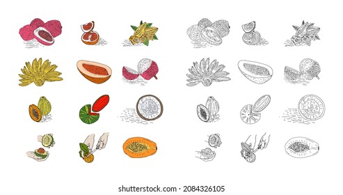 Fruit hand drawn style vector set. Illustration of colored and monochrome fruits for design farm product. Design element for poster, menu, flyer, banner, menu, package.