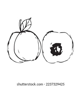 Fruit Hand Drawn Vector Shape