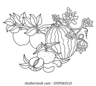 Fruit harvest. Watermelon sprout, tangerine with leaves, apples growing on a branch. Black outlines for children's coloring, outlined design. Vector black and white illustration