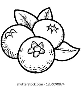 A fruit having taste of date as well depicting persimmons 