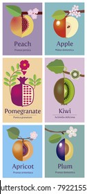 Fruit icon set. Vector illustration collection of various style fruit: apple, peach, pomegranate, kiwi, apricot, plum  with green leaves and flower blossom hanging on a branch.
