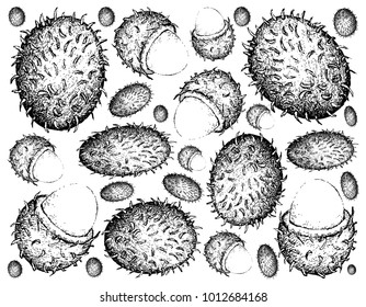 Fruit, Illustration Background of Hand Drawn Sketch of Fresh Red Rambutans or Nephelium Lappaceum Fruits.