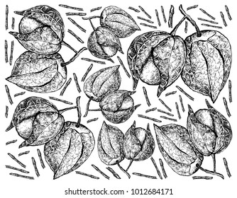 Fruit, Illustration Background, Hand Drawn Sketch of Fresh Cape Gooseberry, Goldenberry or Physalis Peruviana.