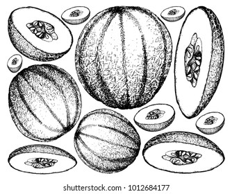 Fruit, Illustration Background of Hand Drawn Sketch of Cantaloupe, Muskmelon, Mushmelon, Rockmelon, Sweet Melon or Spanspek.
