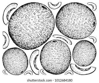 Fruit, Illustration Background of Hand Drawn Sketch of Cantaloupe, Muskmelon, Mushmelon, Rockmelon, Sweet Melon or Spanspek.