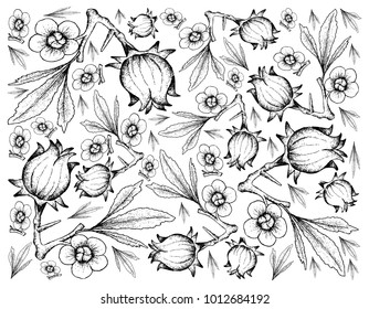 Fruit, Illustration Background of Hand Drawn Sketch of Fresh Hibiscus Sabdariffa or Roselle Plant with Blossoms, Leaves and Fruits.
