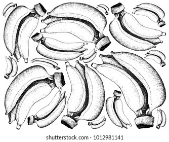 Fruit, Illustration Background of Hand Drawn Sketch of Fresh Ripe and Sweet Banana.