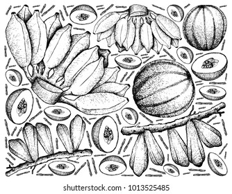 Fruit, Illustration Background of Hand Drawn Sketch of Fresh Averrhoa Bilimbi, Cantaloupe and Cultivated Bananas.