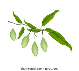 Fruit, An Illustration of Delicious Ripe Chebulic Myrobalan with Leaves and Fruits Hanging on Tree Branch Isolated on White Background. 