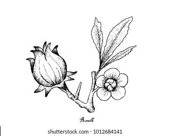 Fruit, Illustration Hand Drawn Sketch of Fresh Hibiscus Sabdariffa or Roselle Plant with Blossoms, Leaves and Fruits Isolated on White Background.
