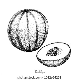 Fruit, Illustration Hand Drawn Sketch of Cantaloupe, Muskmelon, Mushmelon, Rockmelon, Sweet Melon or Spanspek Isolated on White Background.
