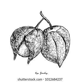 Fruit, Illustration Hand Drawn Sketch of Fresh Cape Gooseberry, Goldenberry or Physalis Peruviana Isolated on White Background.
