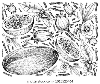 Fruit, Illustration Hand Drawn Sketch of Thai Muskmelon, Roselle and Grapefruit Fruits Isolated on White Background.