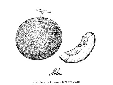 Fruit, Illustration Hand Drawn Sketch of Melon Isolated on White Background.
