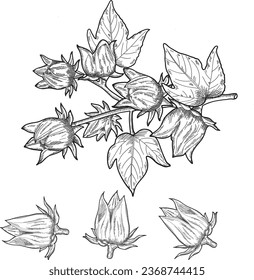 Fruit, Illustration Hand Drawn Sketch of Fresh Hibiscus Sabdariffa or Roselle Plant with Blossoms, Leaves and Fruits Isolated on White Background.