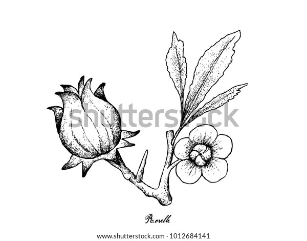 白い背景に新鮮なハイビスカス サバリファまたはローゼル植物のフルーツ イラスト手描きのスケッチ のベクター画像素材 ロイヤリティフリー