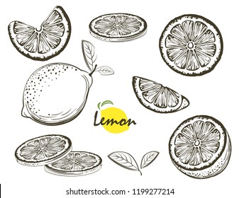 Fruit illustration with lemon in the style of engraving. Collection of vector illustrations. Elements for menu, greeting cards, wrapping paper, cosmetics packaging, labels, tags, posters etc