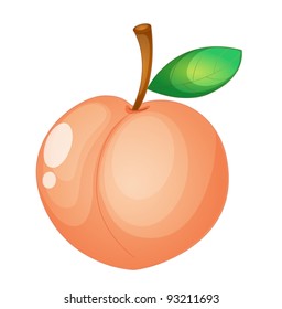 Fruit illustration on white background