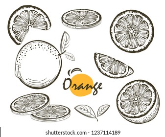 Fruit illustration with Orange in the style of engraving. Collection vector of illustrations. Elements for menu, greeting cards, wrapping paper, cosmetics packaging, labels, tags, posters etc