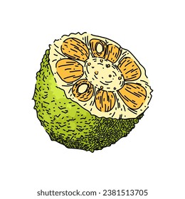 fruit jackfruit hand drawn. yellow green, food organic, fresh sweet fruit jackfruit vector sketch. isolated color illustration