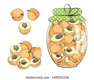 Fruit jam jar and peaches / apricots. Homemade food. Vector illustration, isolated on white.