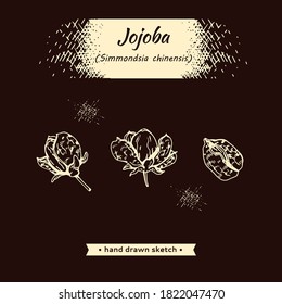 Fruit jojoba in a peel and without . Detailed hand-drawn sketches, vector botanical illustration.  For menu, label, packaging design. 