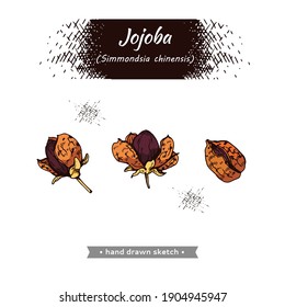 Fruit jojoba in a peel and without . Detailed hand-drawn sketches, vector botanical illustration.  For menu, label, packaging design. 