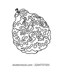 Fruit kaffir lime and bergamot simple line icon. Asian spices, seasonings