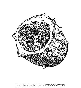 fruit kiwano hand drawn. tropical melon, sweet horned, food nature fruit kiwano vector sketch. isolated black illustration
