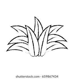 Fruit leaves isolated