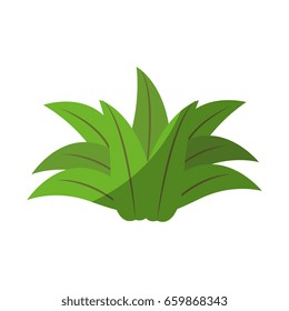 Fruit leaves isolated