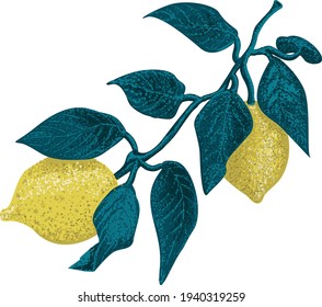  fruit lemon branch with fruits on white background. T-shirt apparel print design. Element for design 