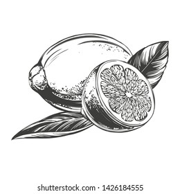 fruit lemon citrus with leaves isolated on white background hand drawn vector illustration realistic sketch