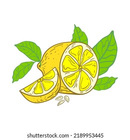 Fruit Lemon whole, half and slice with leaves. Hand drawn illustration in doodle style. Sketch black lines on a white background.