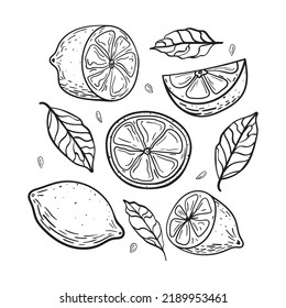 Fruit Lemon whole, half and slice with leaves. Hand drawn illustration in doodle style. Sketch black lines on a white background.