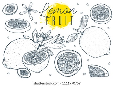 Fruit lemons set hand drawn sketch. Vintage style. Color line.