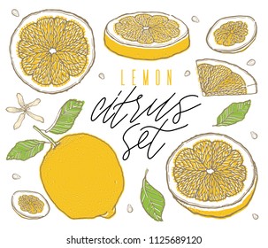 Los limones de frutas dibujaron a mano dibujando el dibujo en color. Estilo vintage. Línea de color.