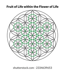 Fruit of life. flower of life. Scared Geometry Vector Design Elements. This religion, philosophy, and spirituality symbols. the world of geometry with our intricate illustrations.