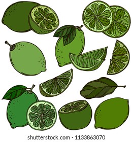 Fruit lime, vector, color