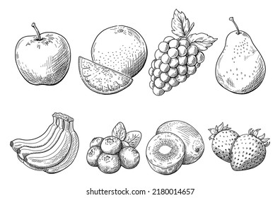 Fruit line drawing illustration, hand drawn sketch, vector on white background, fruit illustration. Black line drawing.