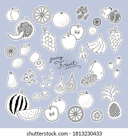 fruit line illustration vector icon