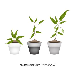 Fruit, llustration of Delicious Ripe Chebulic Myrobalan with Leaves and Fruits in Terracotta Flower Pots for Garden Decoration. 