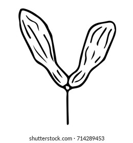 The fruit of maple vector illustration. Doodle style. Design icon, print, logo, poster, symbol, decor, textile, paper, card. 