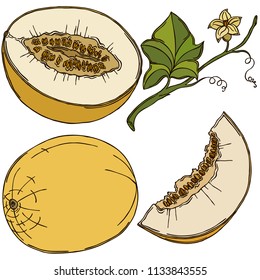 Fruit melon, vector, color