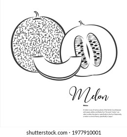 Fruit, Melon vector line art illustration