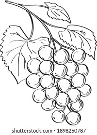 Fruta de las uvas muscadinas o de la vitis Rotundifolia una especie de gramínea Línea de arte Dibujo negro y blanco